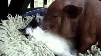 塞进去容易拔出来难,妹子着急死了哈哈哈哈哈哈！真的尴尬啊