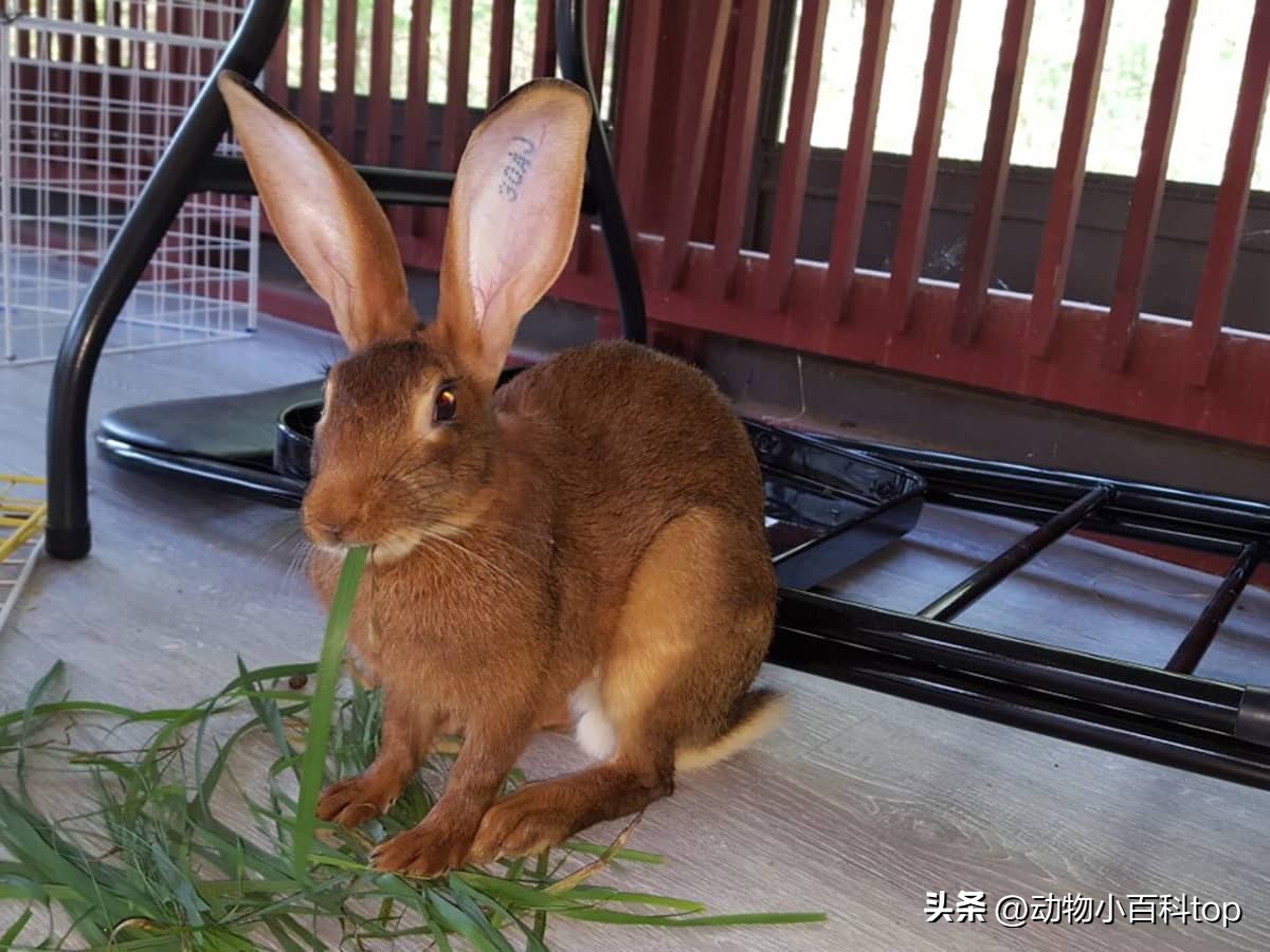 大白兔产品排行榜,排名第一肉兔品种