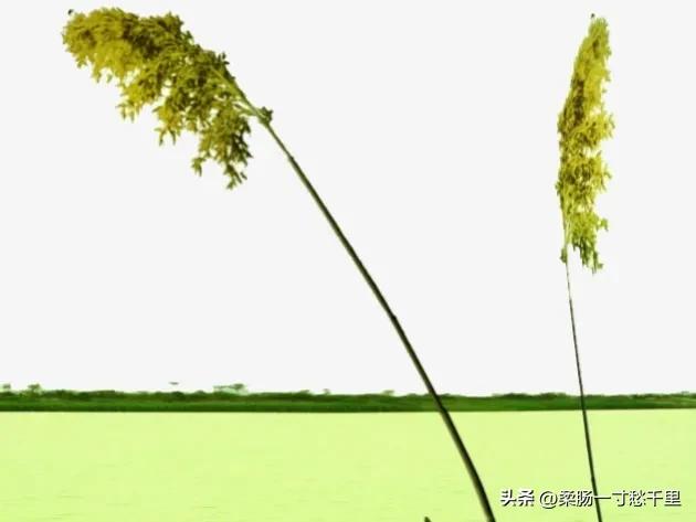 申请头条店铺有什么好处,头条小店店铺不认证可以卖吗