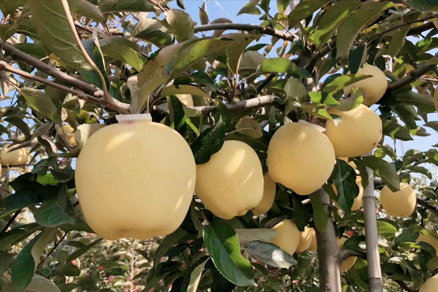 日本专家带到我国的“金苹果”，曾被认为是*局骗**，今年卖15元一斤