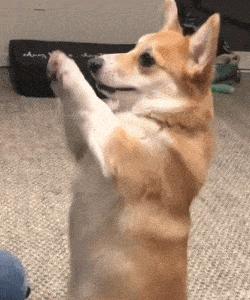 狗狗恨主人的表现,狗狗越是恨你越会做出这些行为