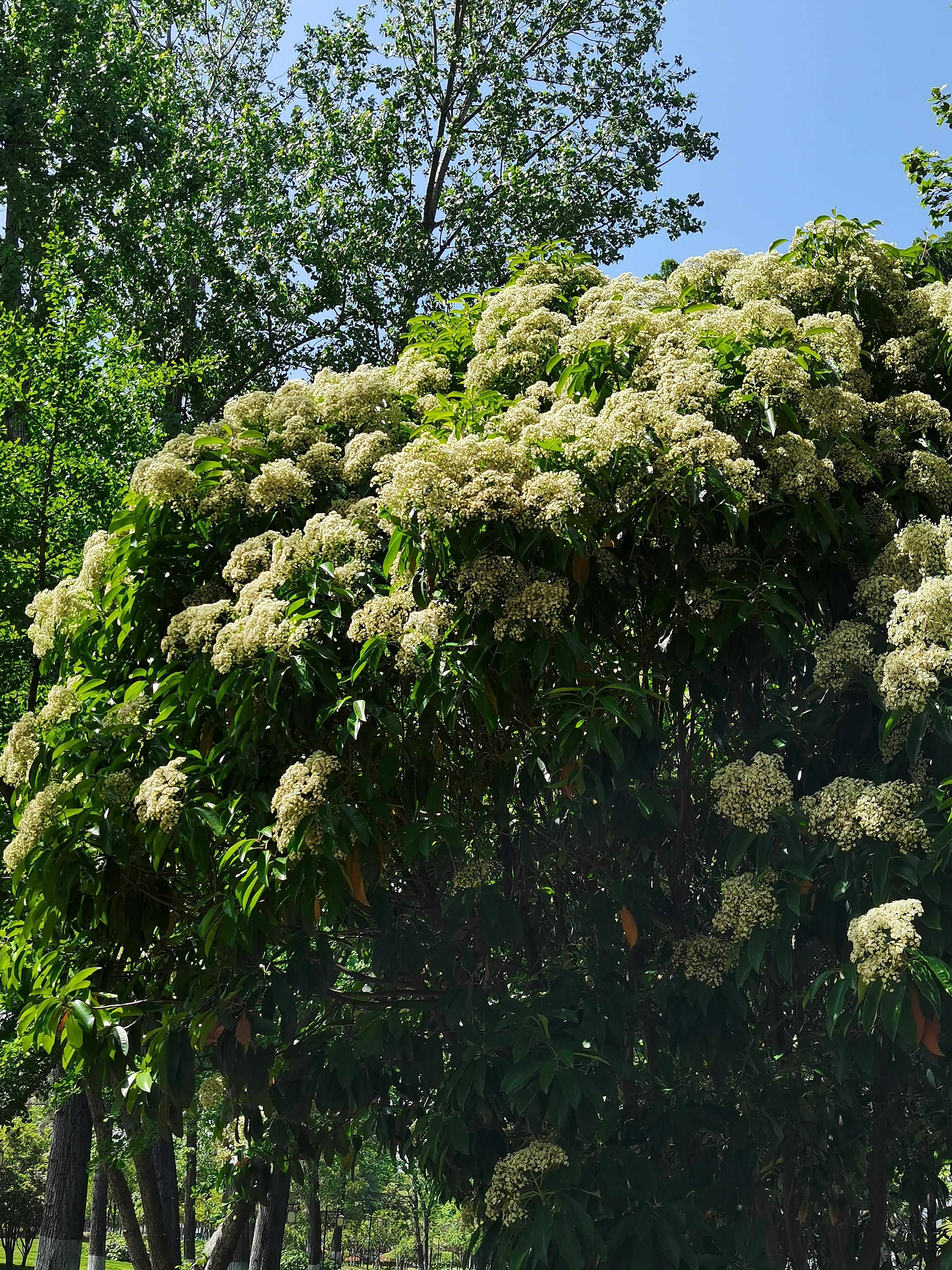 你怎么知道石楠花,你能接受石楠花吗