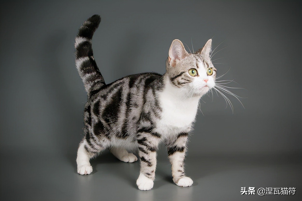 美短棕虎斑成年猫多少钱,美短虎斑猫有白毛领