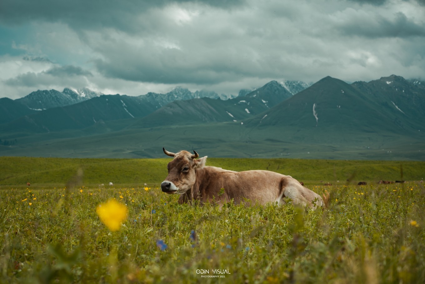 去新疆发现伊犁的美,世界之美尽在伊犁