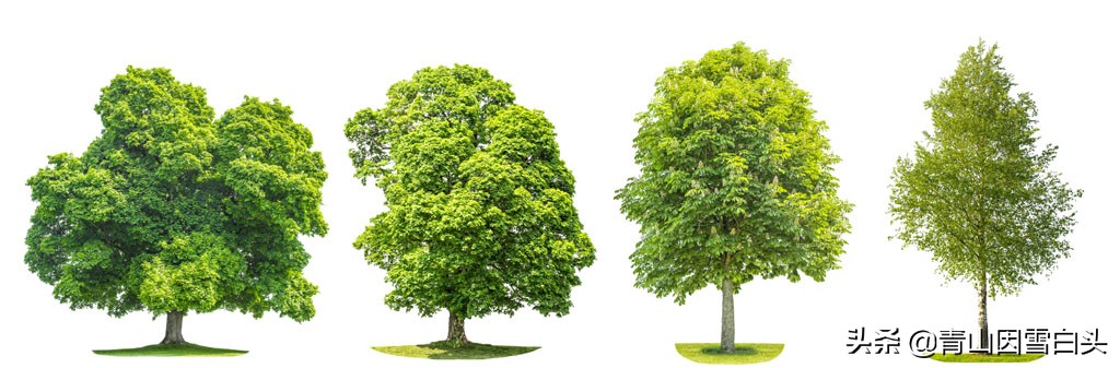 园林绿化中树木的自然美