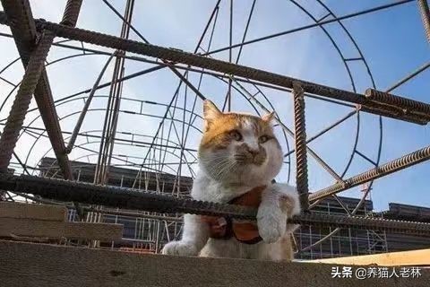 猫咪一直叫个不停怎么回事,猫咪哼哼唧唧是怎么回事