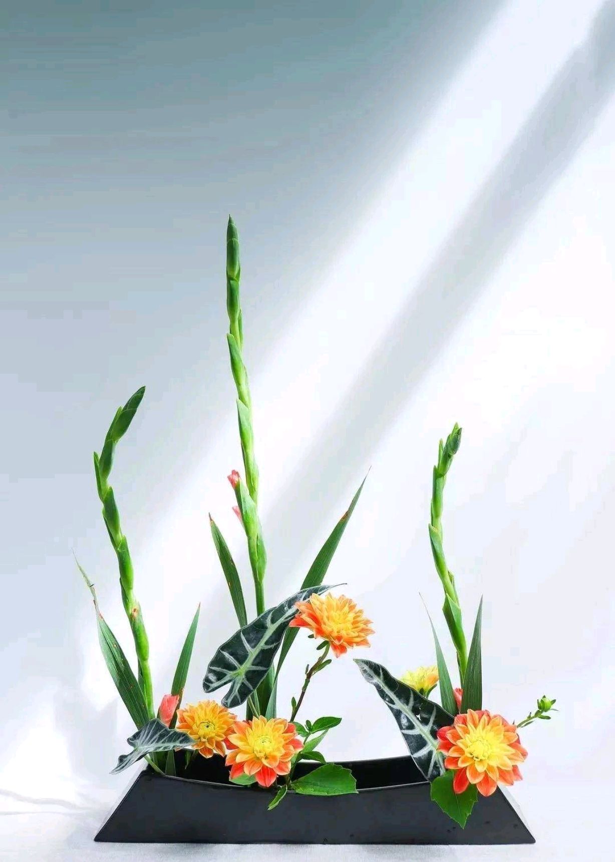 “切花之魁”，不要花大价钱去买了，自己种真的很方便