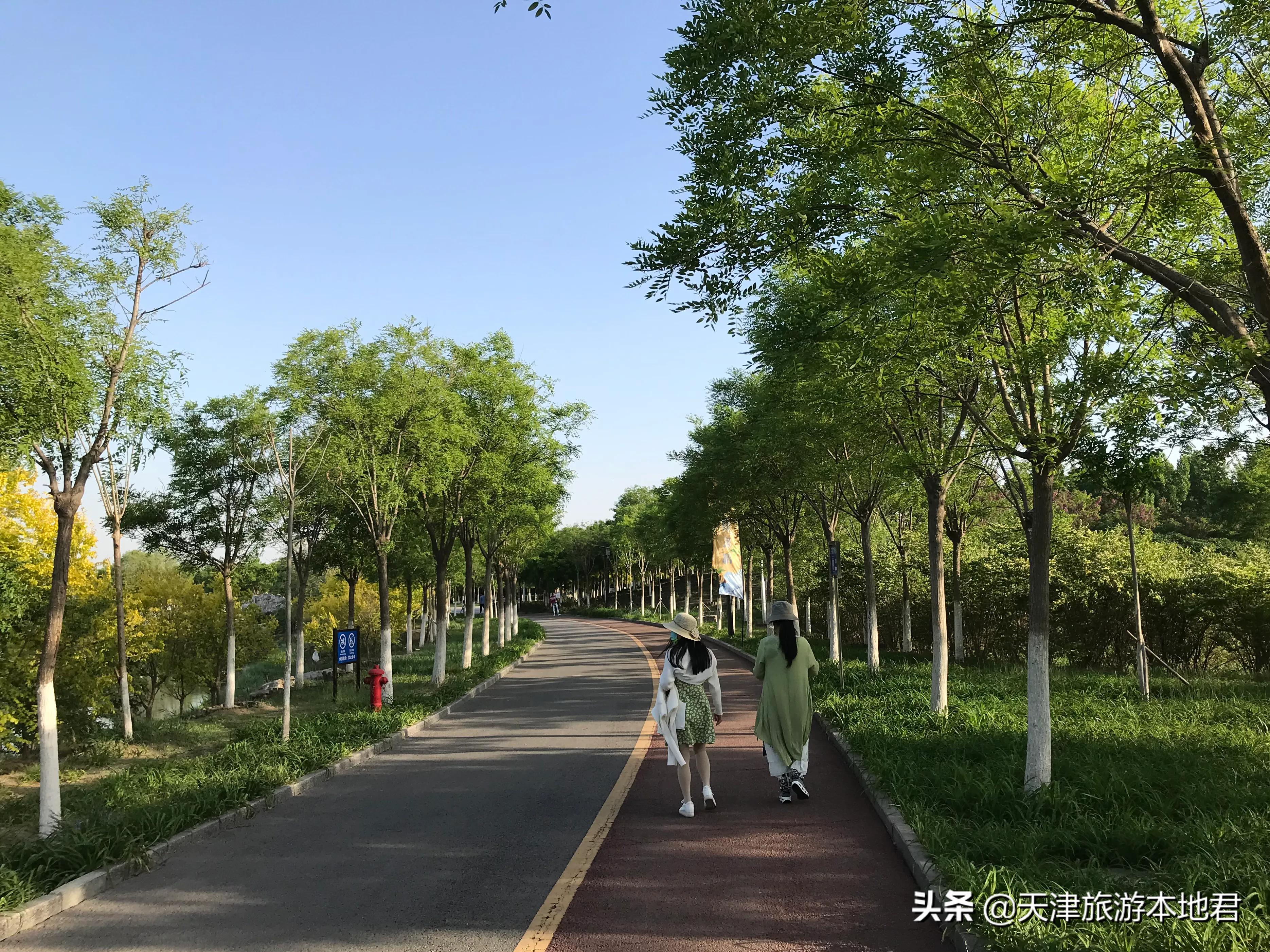 天津东丽湖公园荷花节什么时候开,东丽郊野公园好还是东丽湖公园好