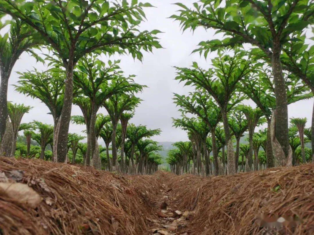 农村种植一亩魔芋可以收获5000斤,种植魔芋一亩能赚多少钱