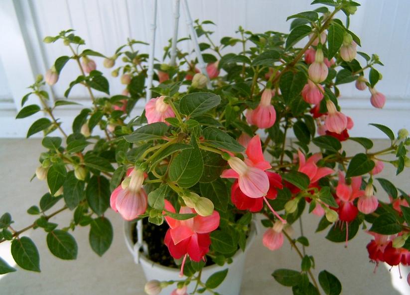 四季海棠是四季有花吗,四季海棠花哪些品种开花早