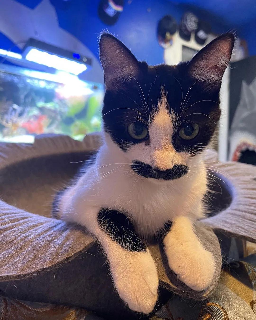 因为长了嘴一字胡，奶牛猫无人领养，却因祸得福成了网红