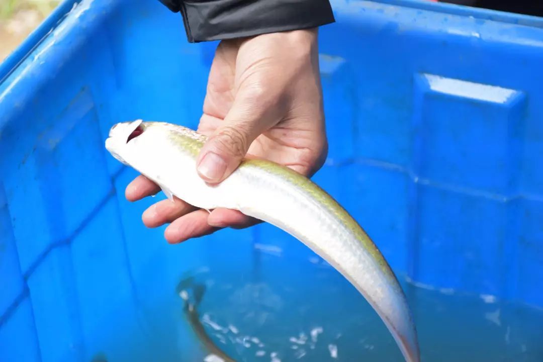 鱼塘几千斤鱼神秘消失,鱼塘数千条鱼神秘消失