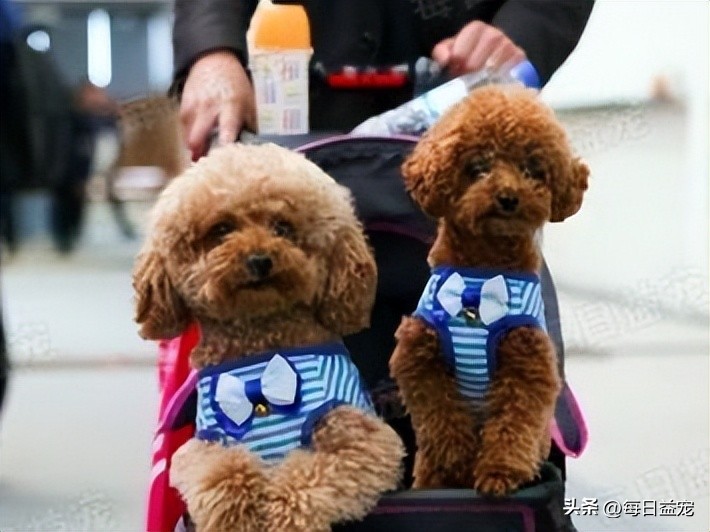 泰迪偷溜出去,泰迪偷跑出家门