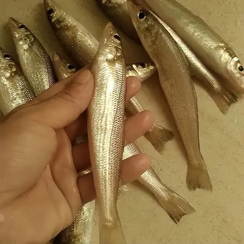 浅海滩海鱼钓法,常见海鱼钓法