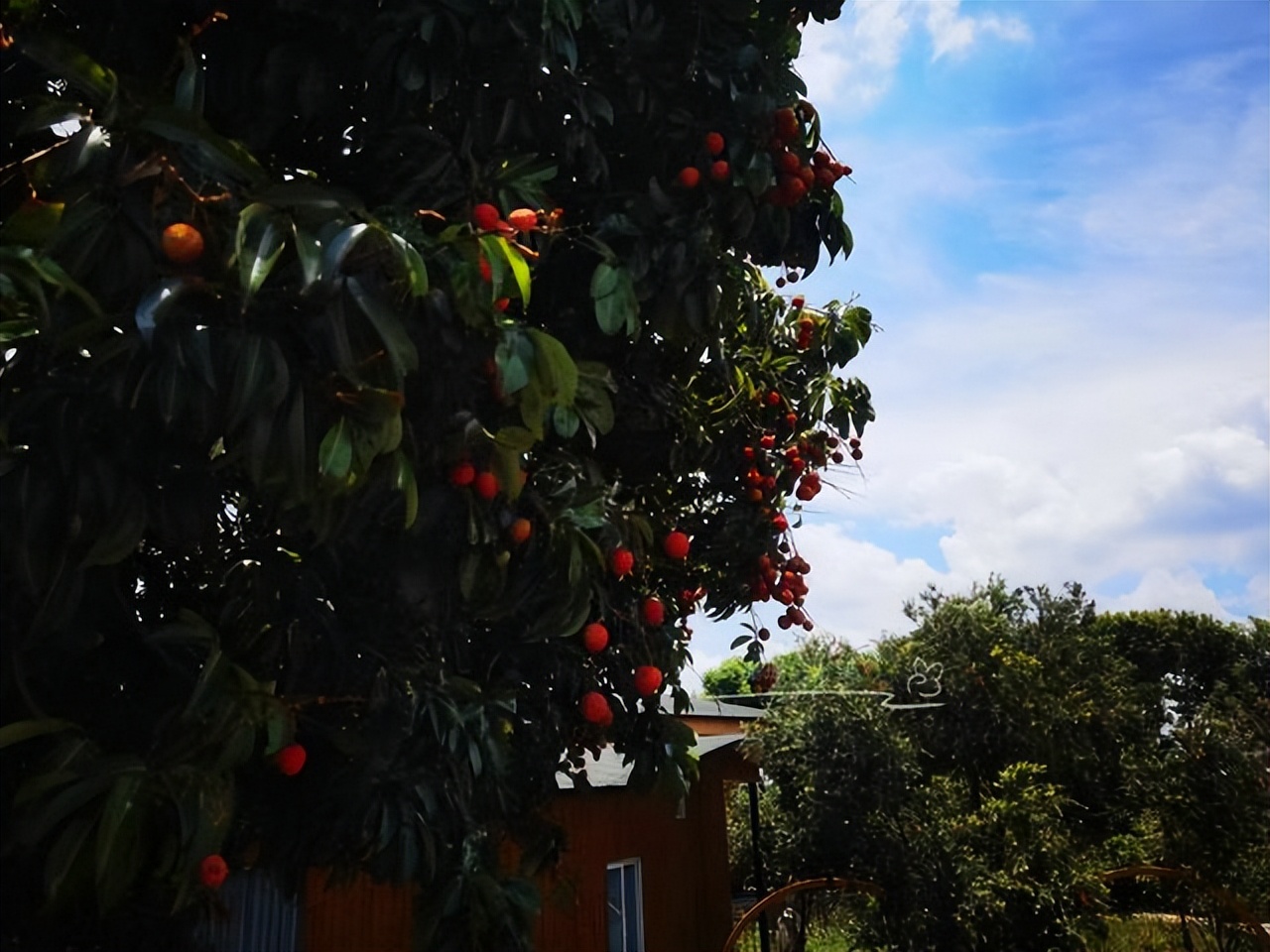 广州轮渡旅游攻略大全,广州旅游攻略必去的10个岛