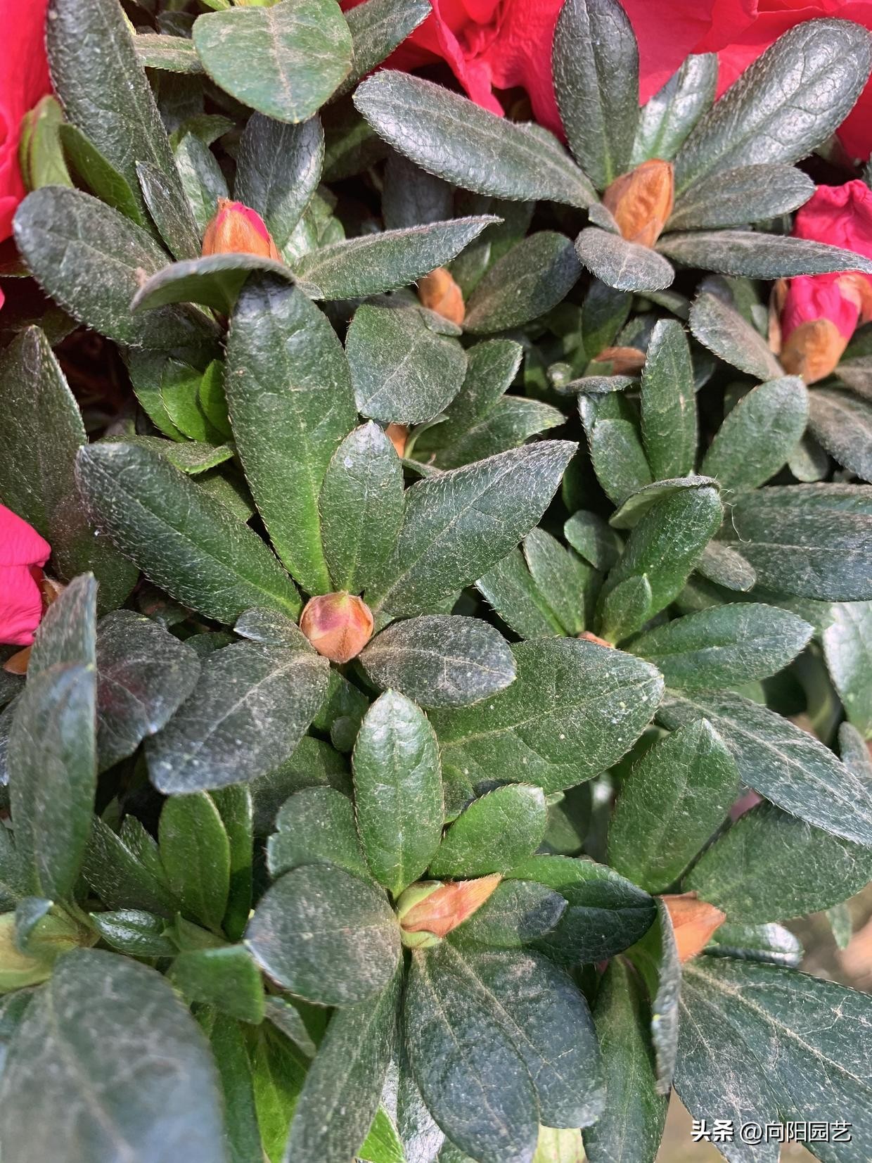 买的花回来养掉叶子,刚买回来的花养两天就枯了