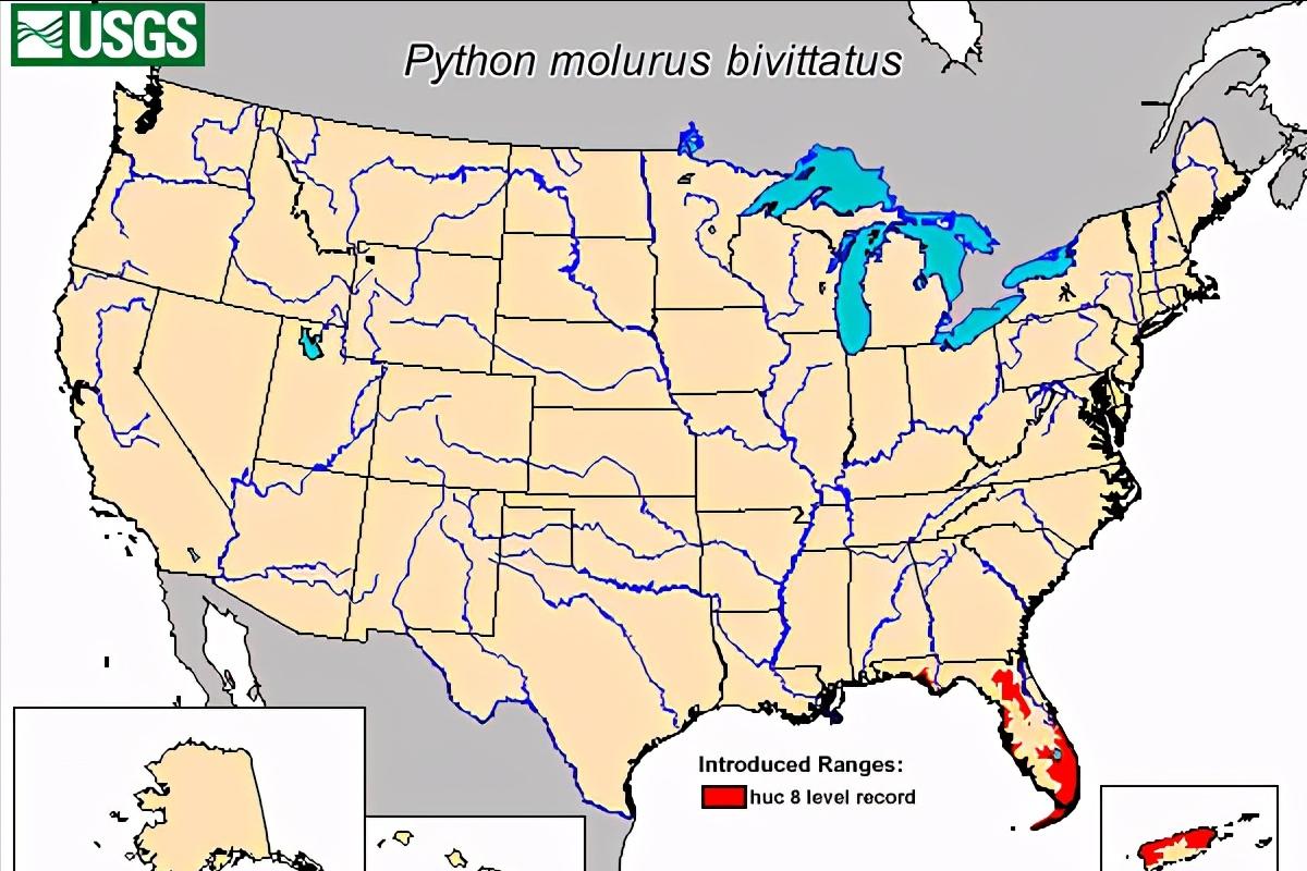 美国佛州最大缅甸蟒,美国蟒蛇泛滥原因