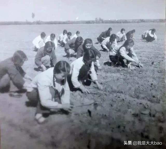 致岁月（五）～怀念自己的青春年华之“学农”的故事