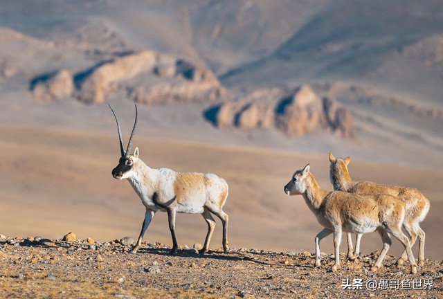 青海湟鱼那么多为什么要保护,救命的青海湖湟鱼