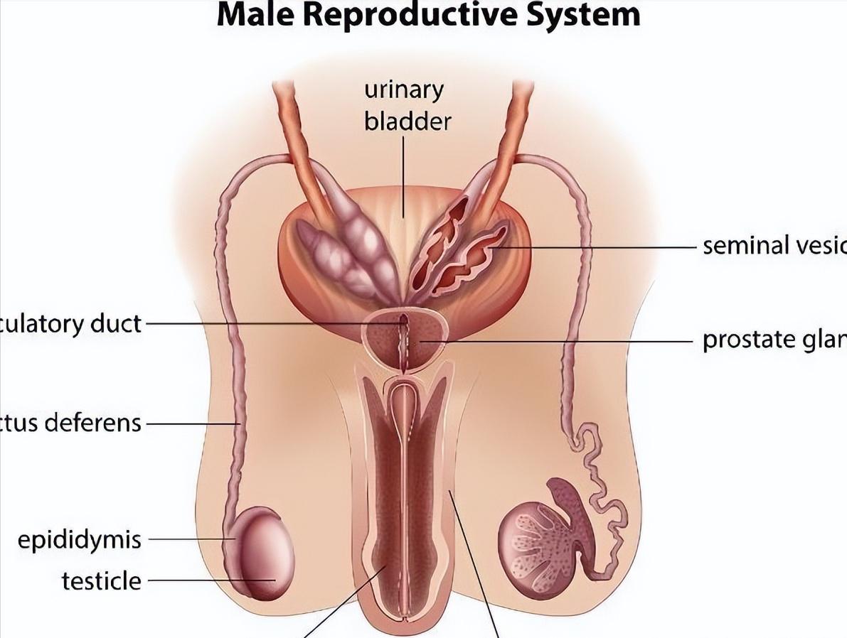 睾丸扭转什么导致的,睾丸为什么会扭转
