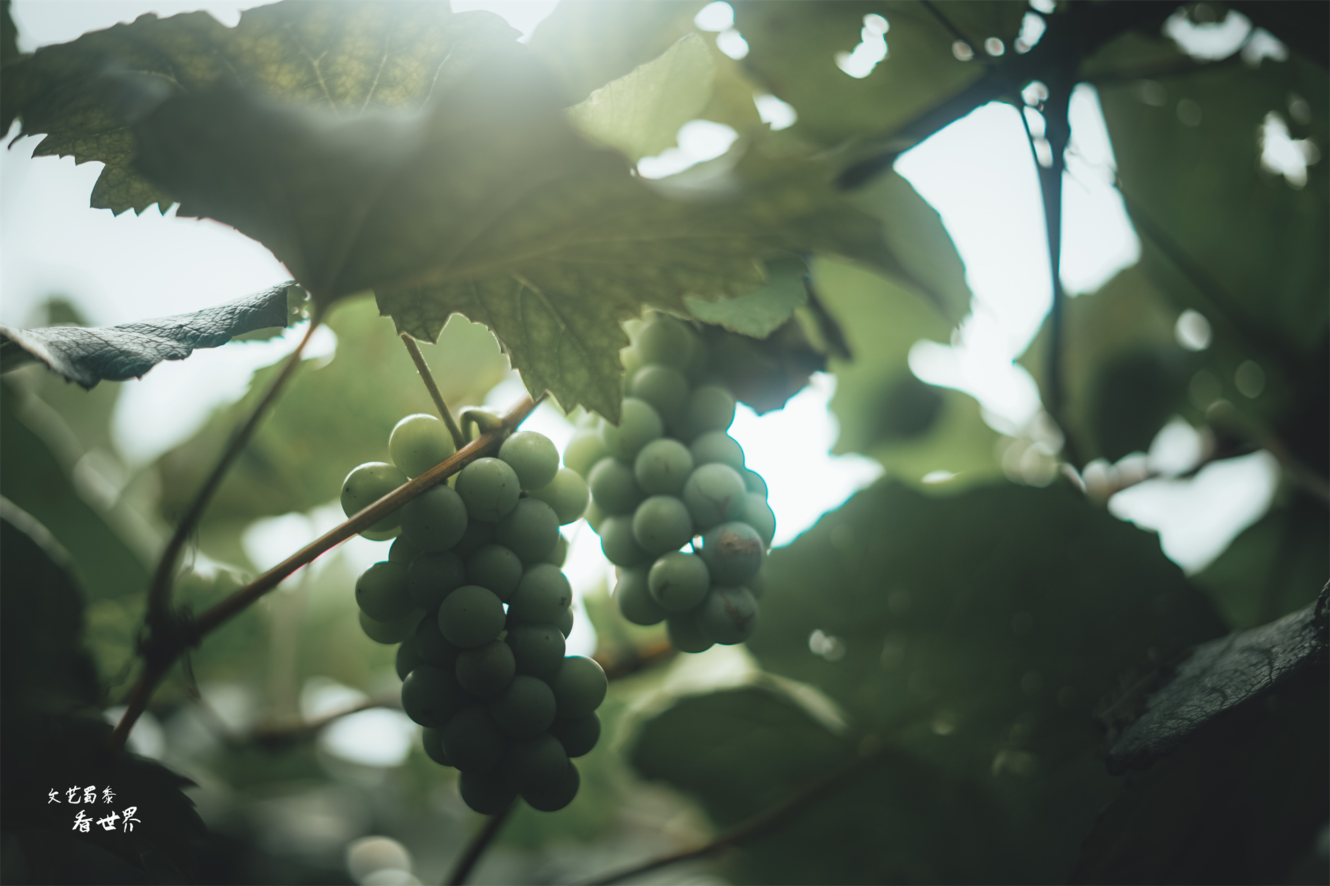 去云南养老,云南最适合养老的城市弥勒