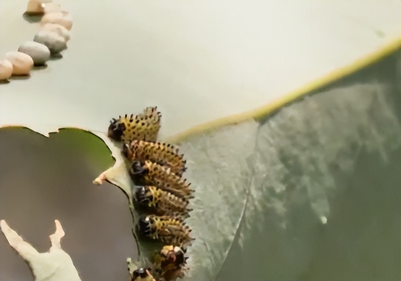 小伙创业种树一斤树叶卖2万,农村小伙靠卖树身价过亿