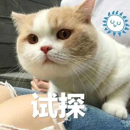 猫咪最长寿命可活多少年,猫咪寿命一般能活多少年
