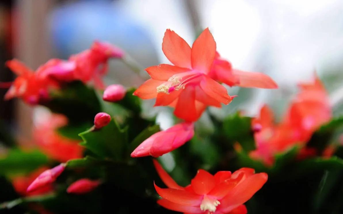 蟹爪兰春天不发新芽怎么回事,蟹爪兰花苞没开怎么就蔫了