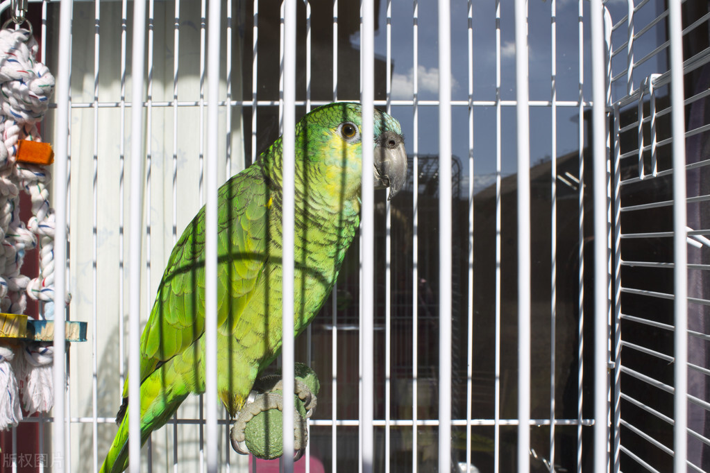 折衷鹦鹉应激反应,手养鹦鹉应激反应吃什么药