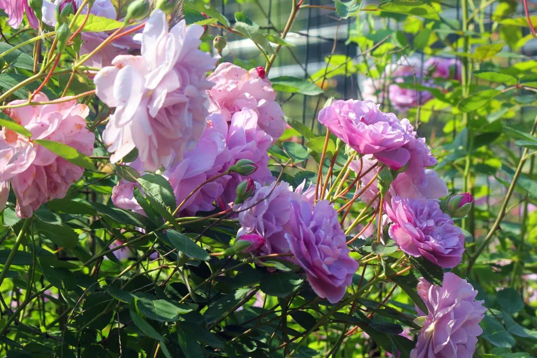 大寨玫瑰花海迷宫,花海迷宫大寨