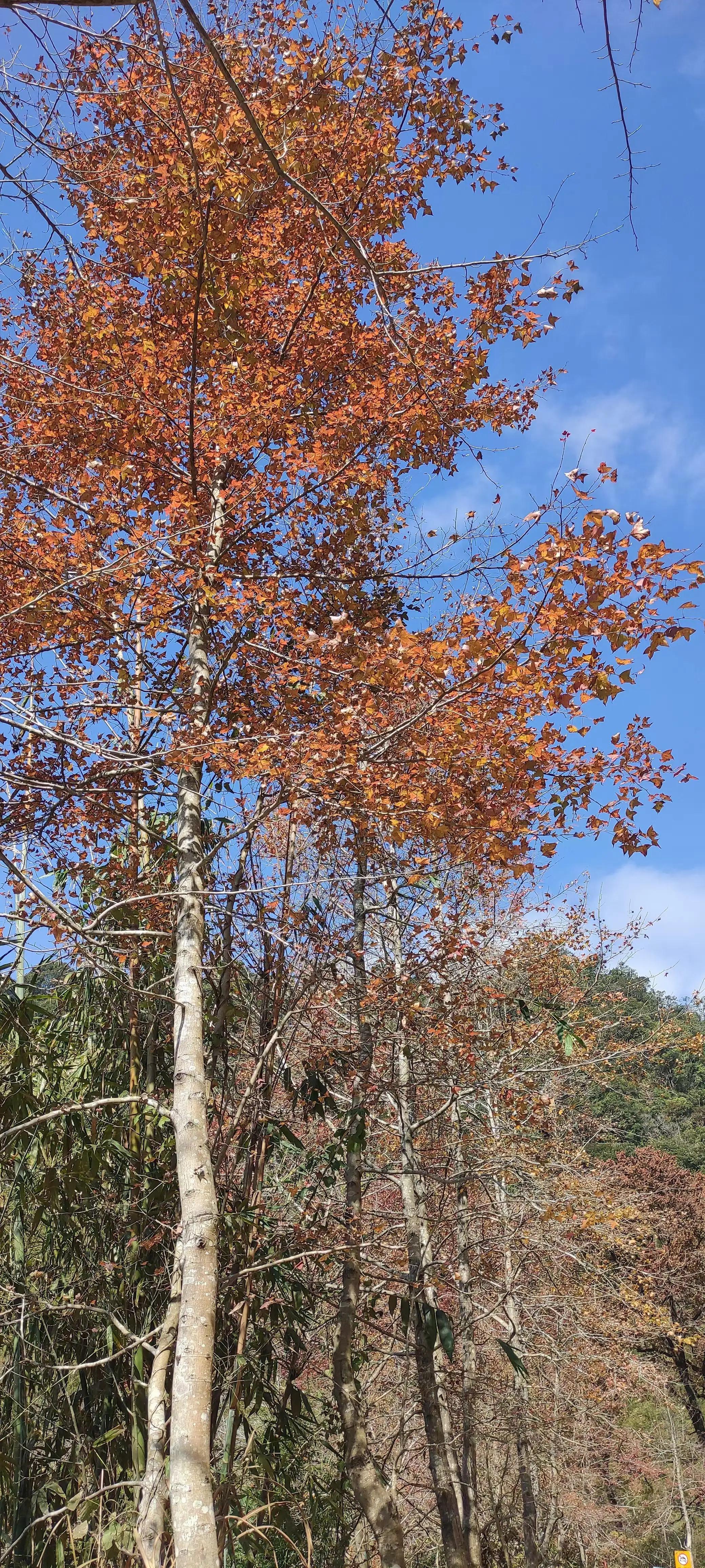 广州从化后花园,从化是广州的后花园吗