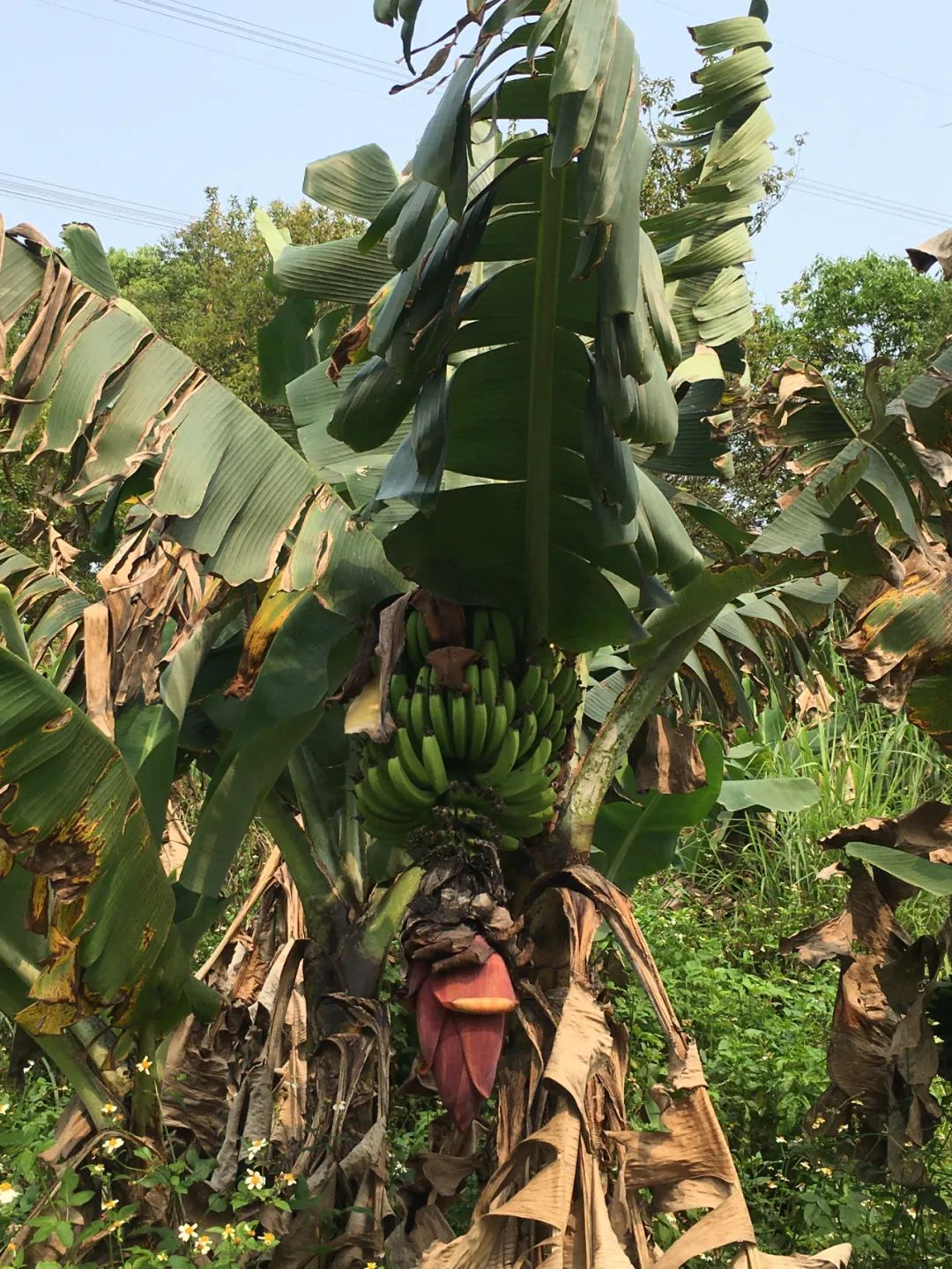 旭光车行雅迪电动车,旭光单车