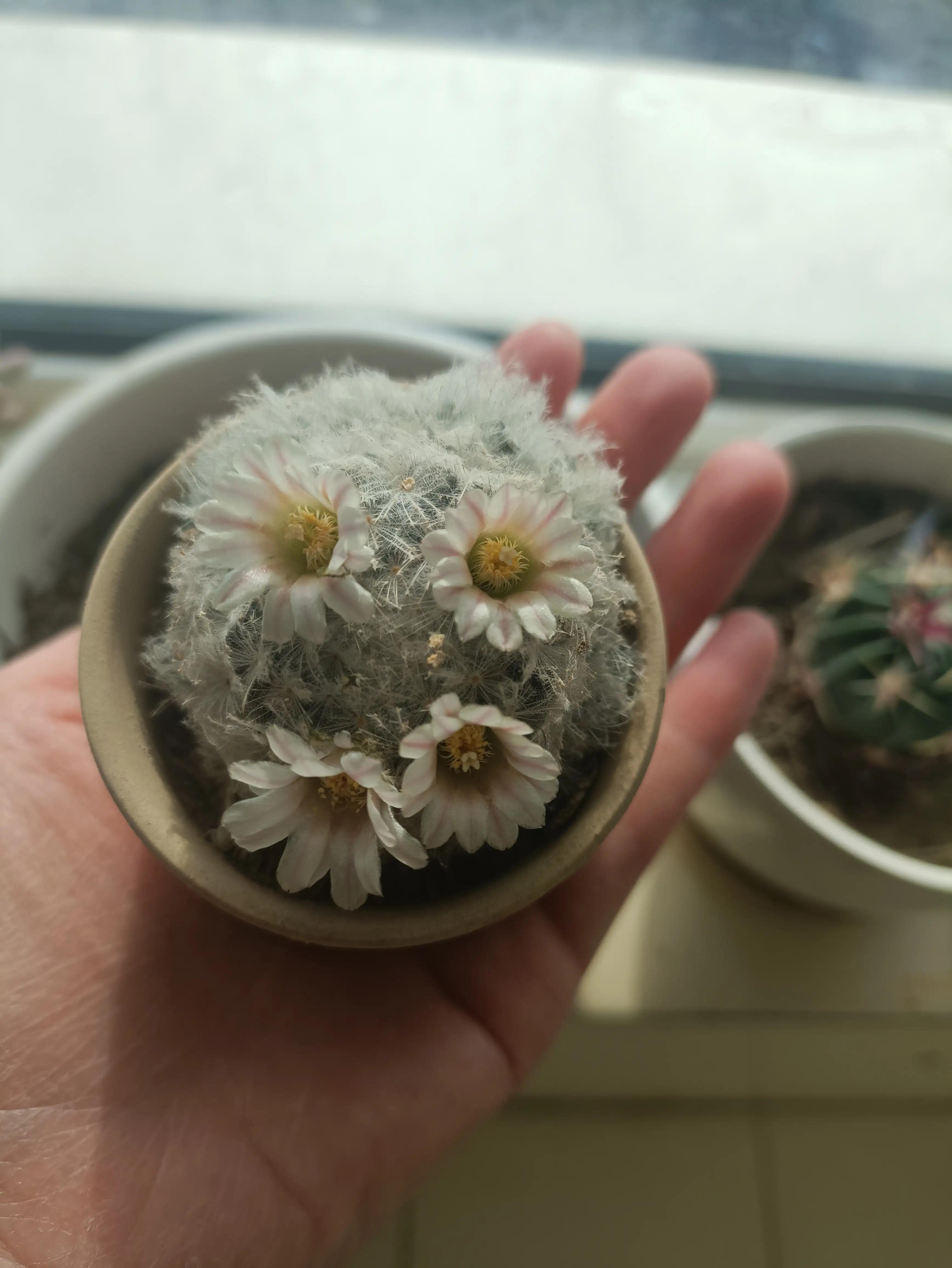 仙人球的花语完整版,仙人球的花期有多长时间呢