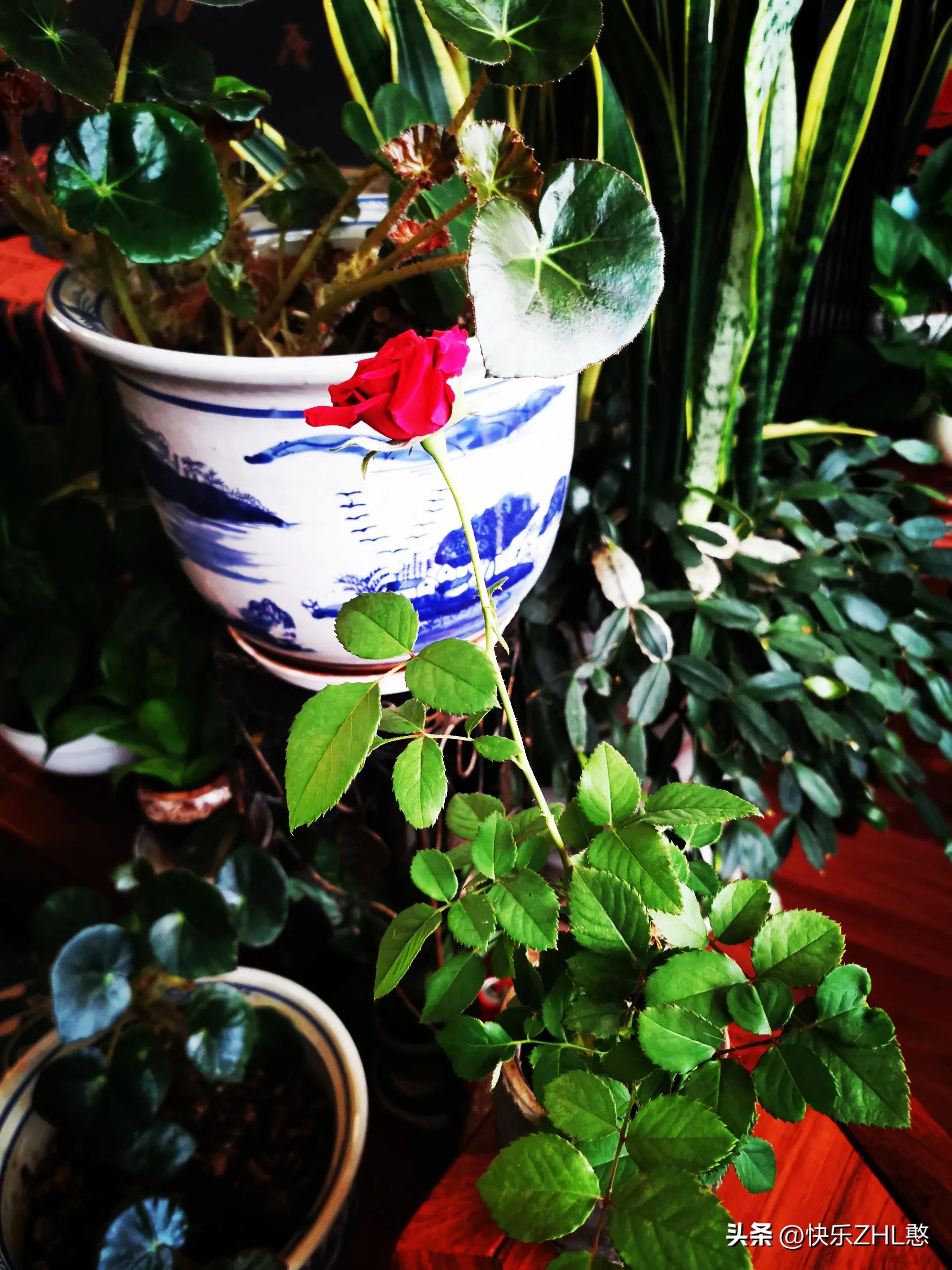 道枝骏佑憨言憨语,文字达人憨言憨语