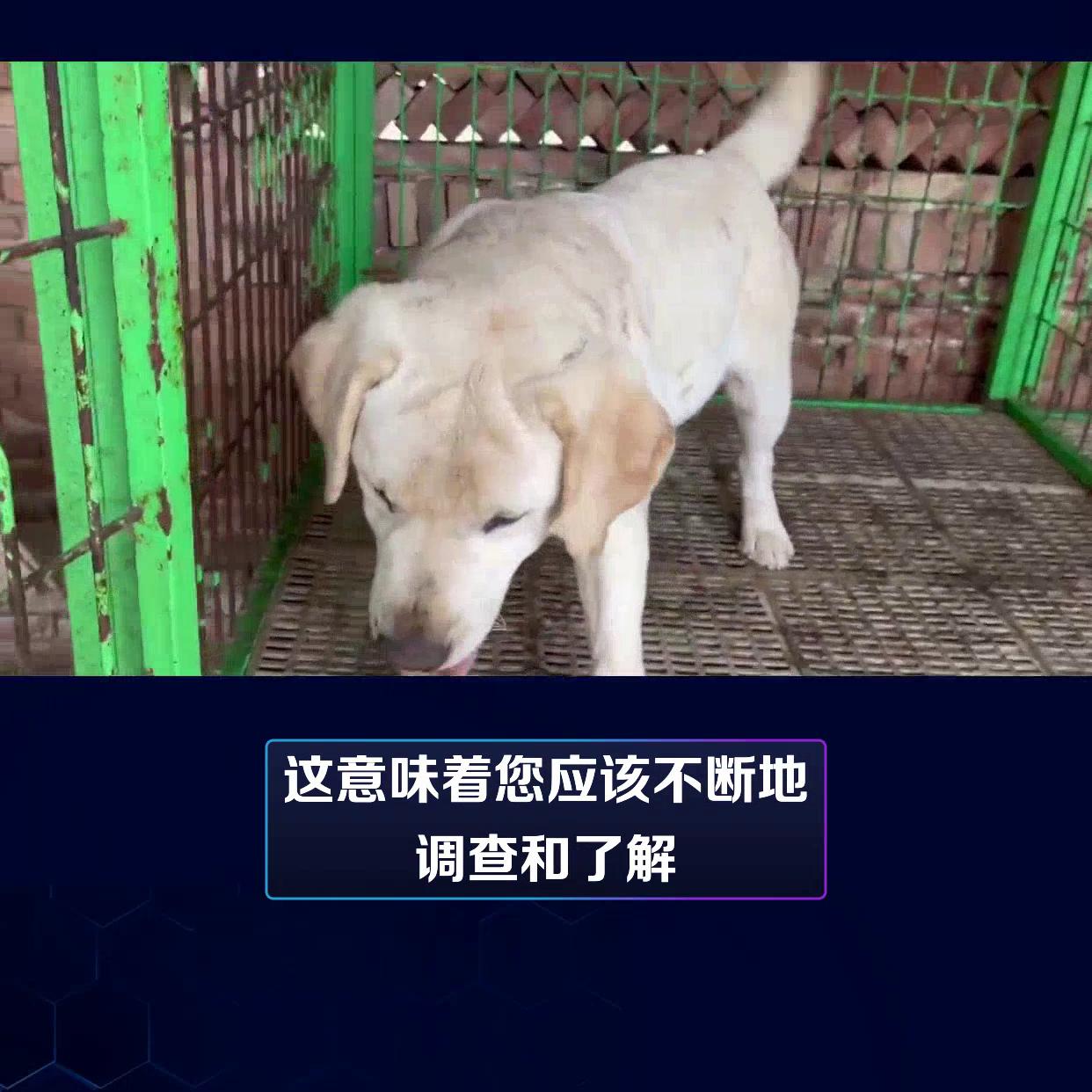 新手怎么挑选拉布拉多犬幼犬,图解挑选拉布拉多犬幼犬指南