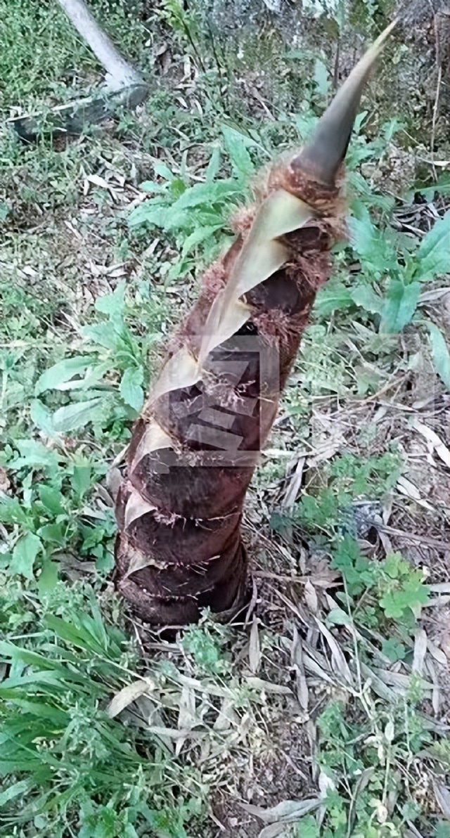 【原创】散文·江南春笋