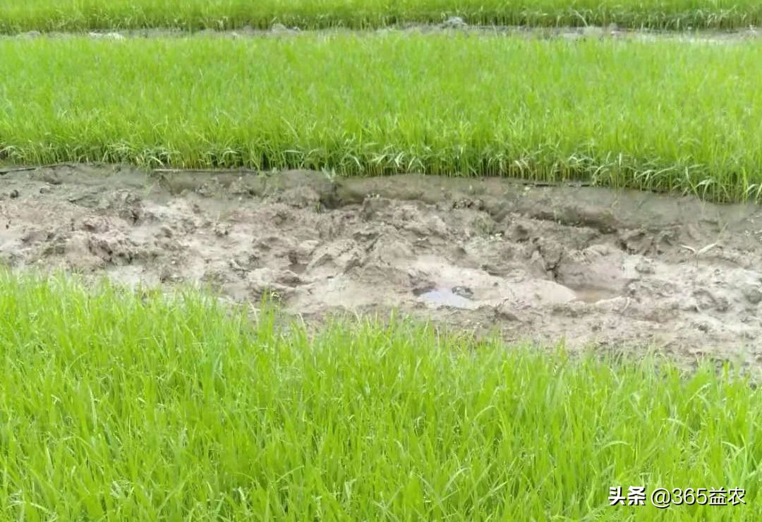 晴天蓄水雨季放水池,晴天挖沟渠阴天下雨
