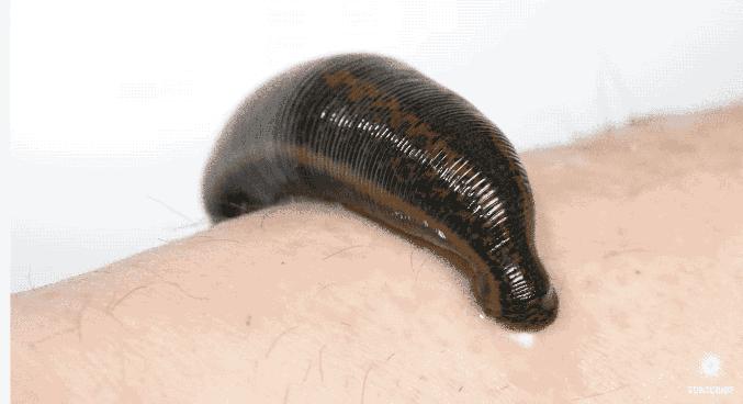 带娃出门游遇到蜱虫千万别乱拔,警惕这三种毒虫带娃出行必看