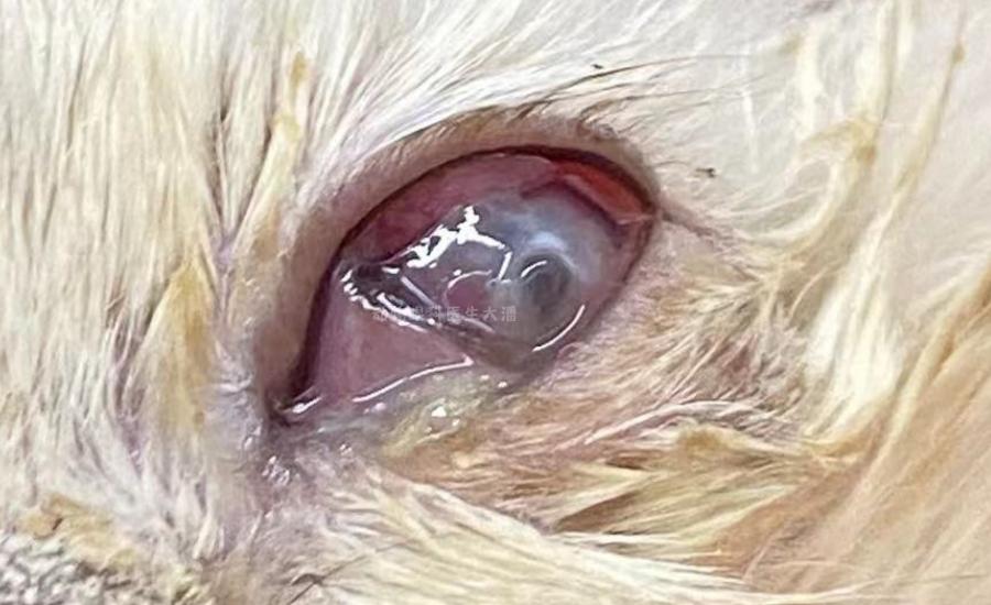 猫角膜穿孔用什么抗生素眼药水,猫角膜穿孔修复过程