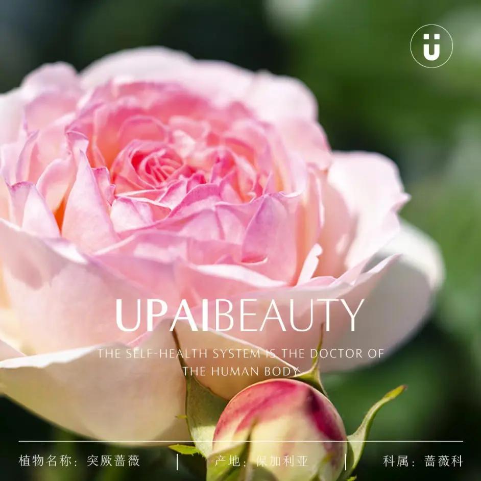 u牌纯露真的可以排激素吗,u牌纯露使用顺序和方法