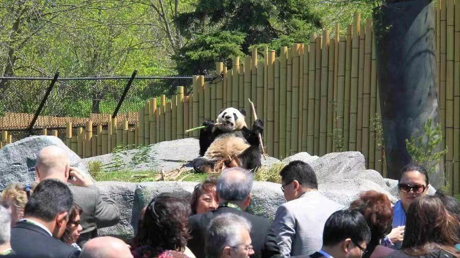 各国对待中国熊猫的态度,盘点各国对待大熊猫的态度