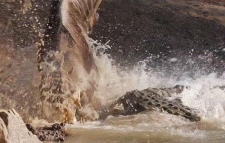 27张惊悚的动物照：青蛙被鼓风机活活风干，海鸥当街活吞大老鼠