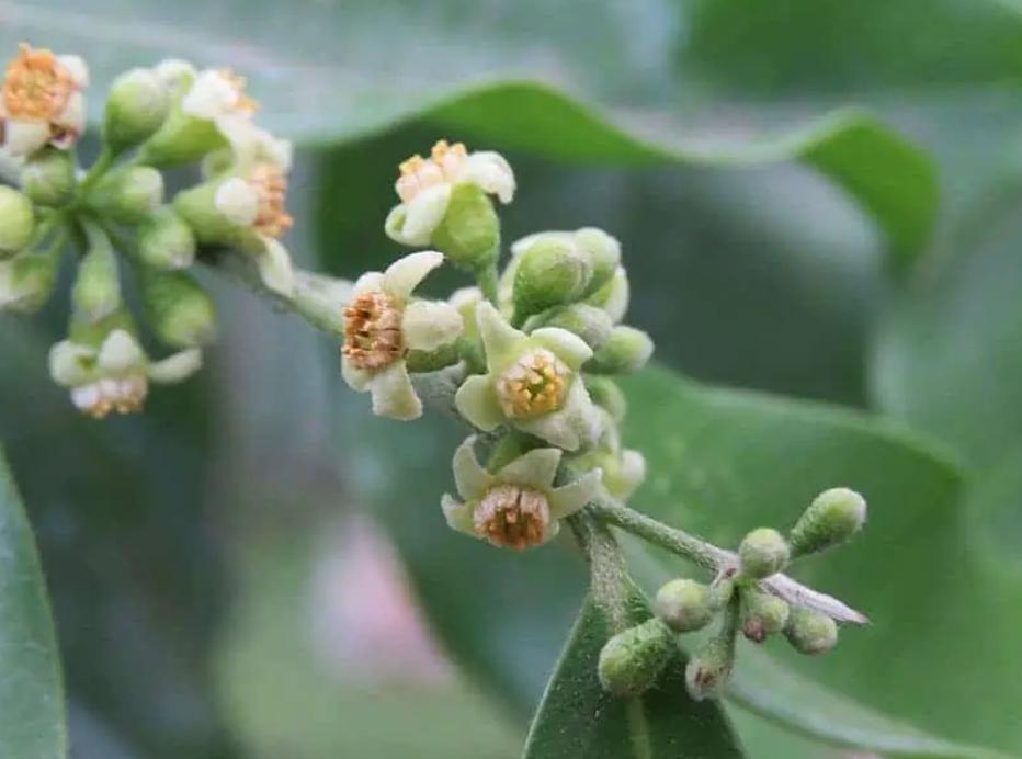 沉香是世界上最有价值的木材,世界上最贵一公斤木材