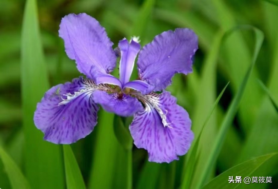 贵州省的省花叫什么名,贵州各个县的县花