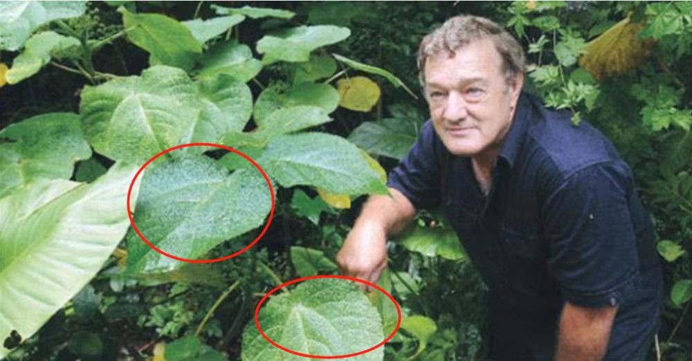 世界上最危险四棵树,地球上最危险的树木