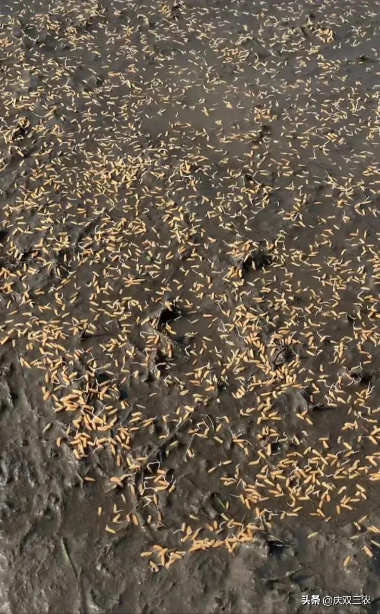 农谚“九九八十一,庄稼老汉把田犁”是什么意思?育秧更新有啥用