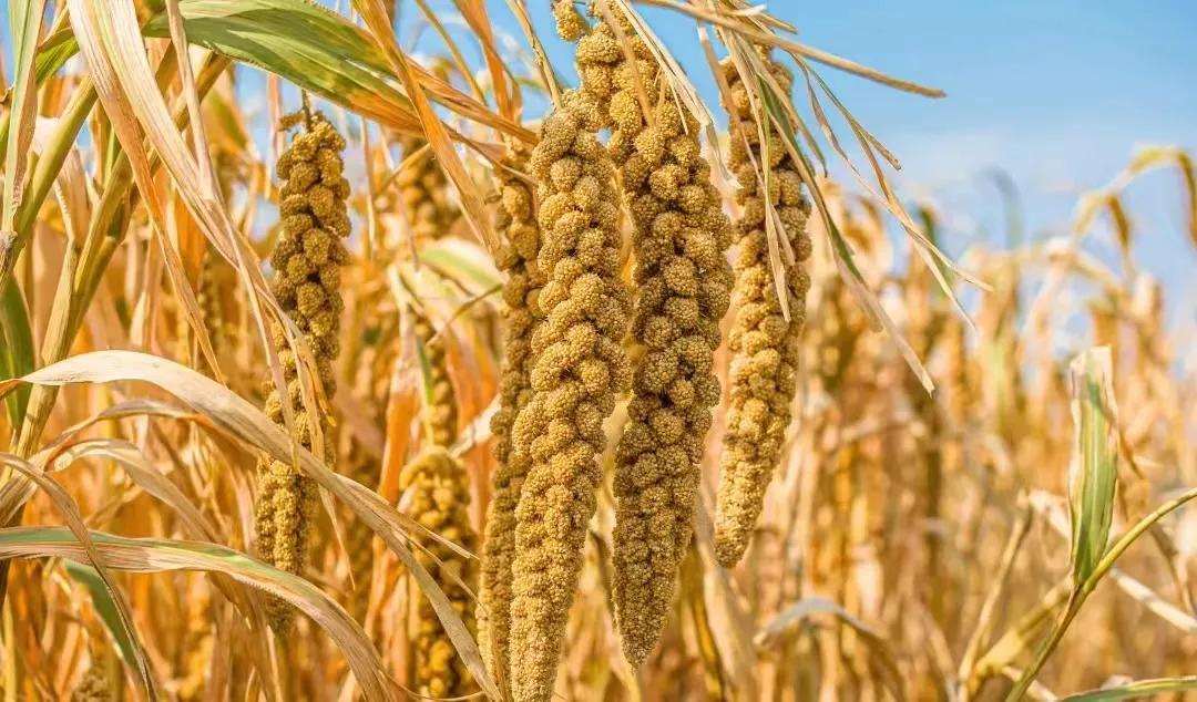 供销社如何在电商方面发展,供销社跟电商