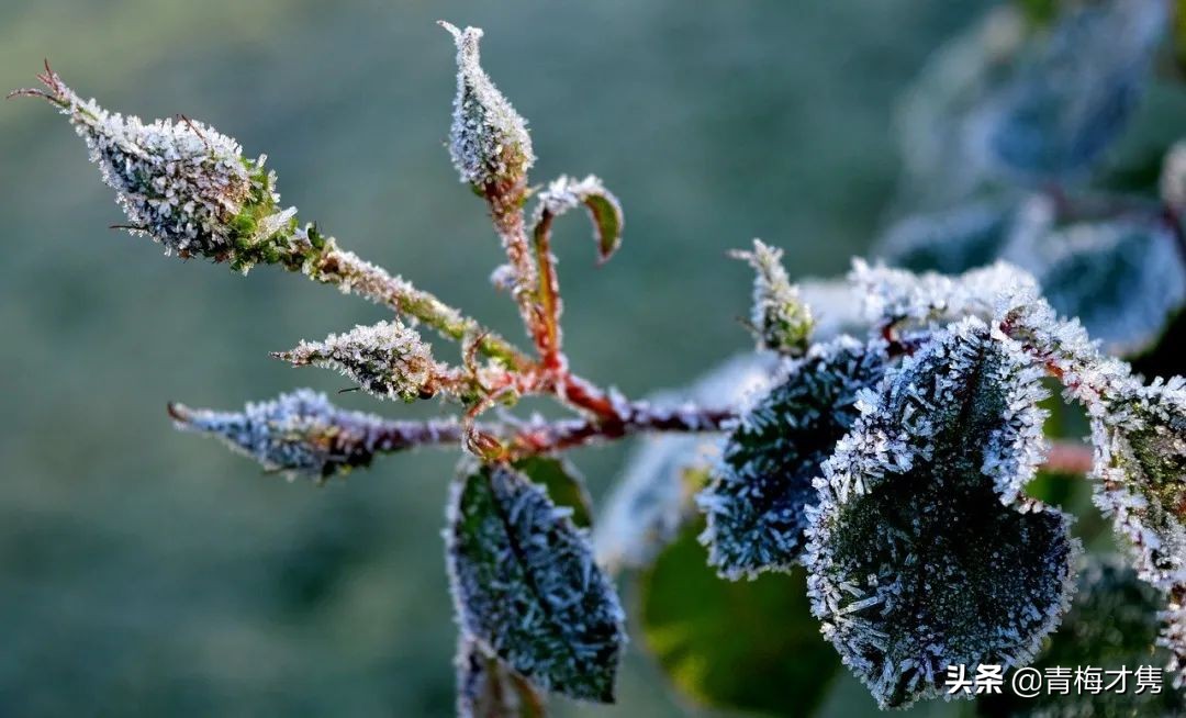 蔷薇诗歌原创,有关蔷薇的原创诗歌