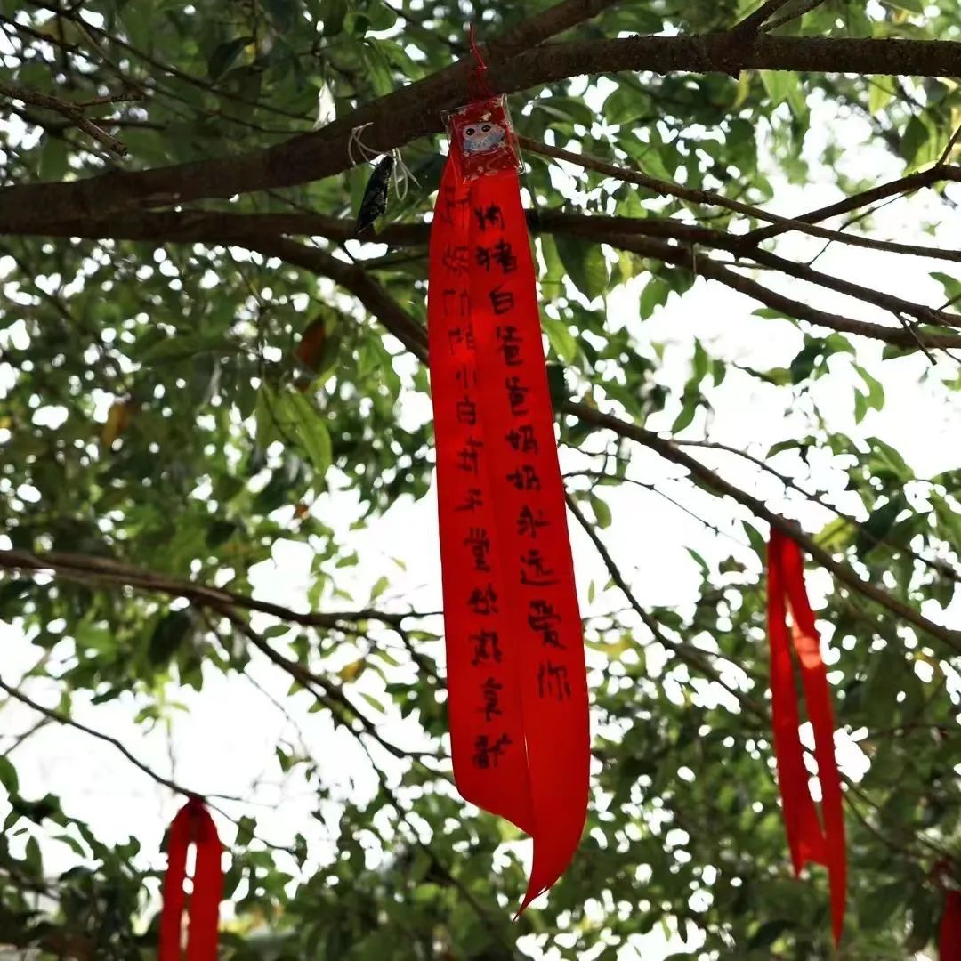 中华田园猫中的长毛猫,中华田园猫三花猫的成长