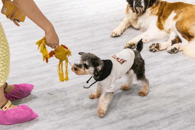 新手养狗选择哪种狗便宜又好,养狗新手推荐什么狗大型便宜好养